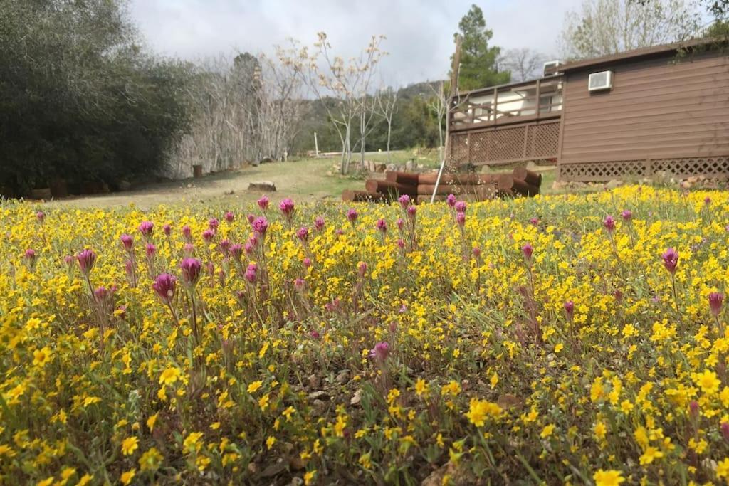 Shirley Creek Retreat: A Mountain Oasis Wofford Heights Exterior foto